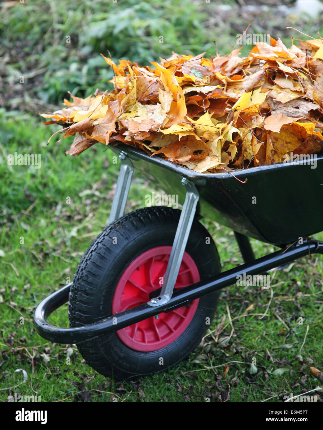 Eine Schubkarre voll von Herbstlaub Stockfoto