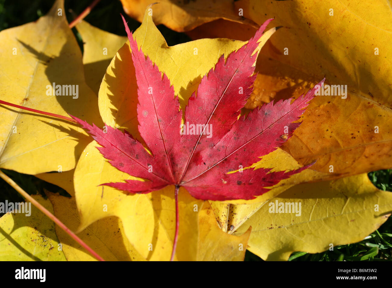 Ein Roter Ahorn oder Acer Blatt auf einem Hintergrund von gelben Ahornblätter Stockfoto