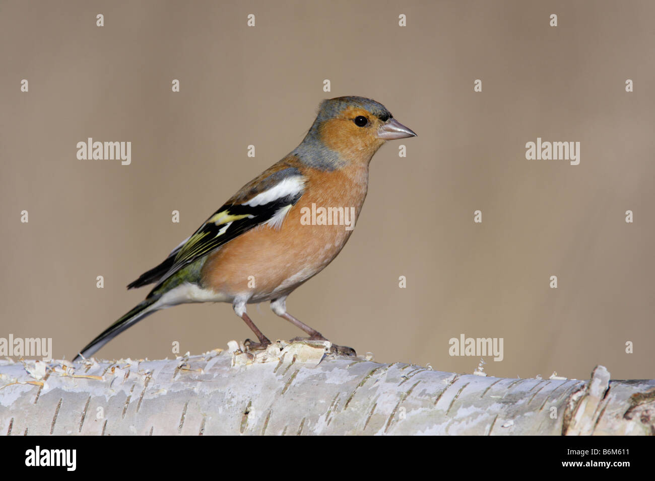 Männliche Buchfink Fringilla Coelebs gehockt Silver Birch Potton Bedfordshire Stockfoto