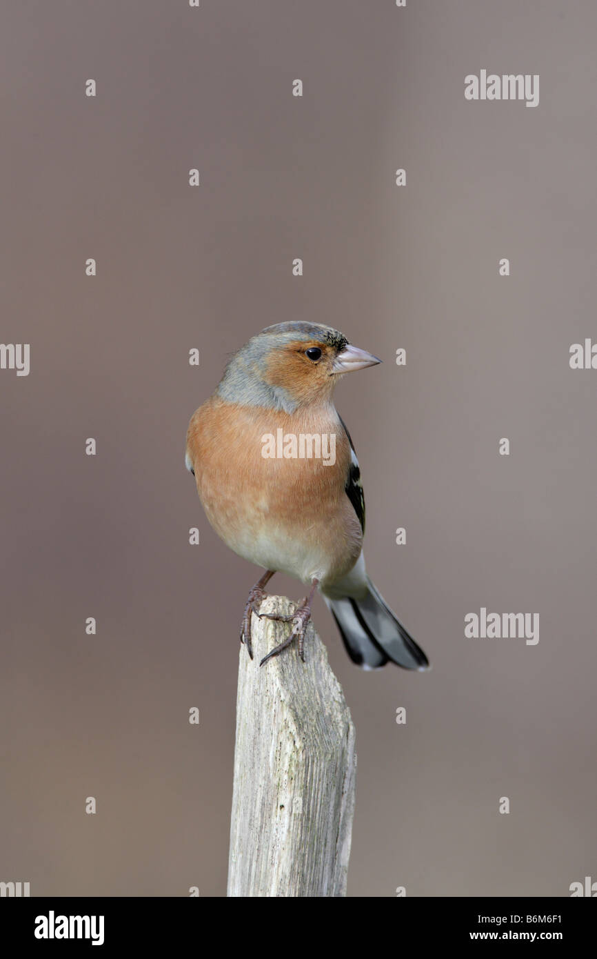 Männliche Buchfink Fringilla Coelebs thront Potton Bedfordshire Stockfoto