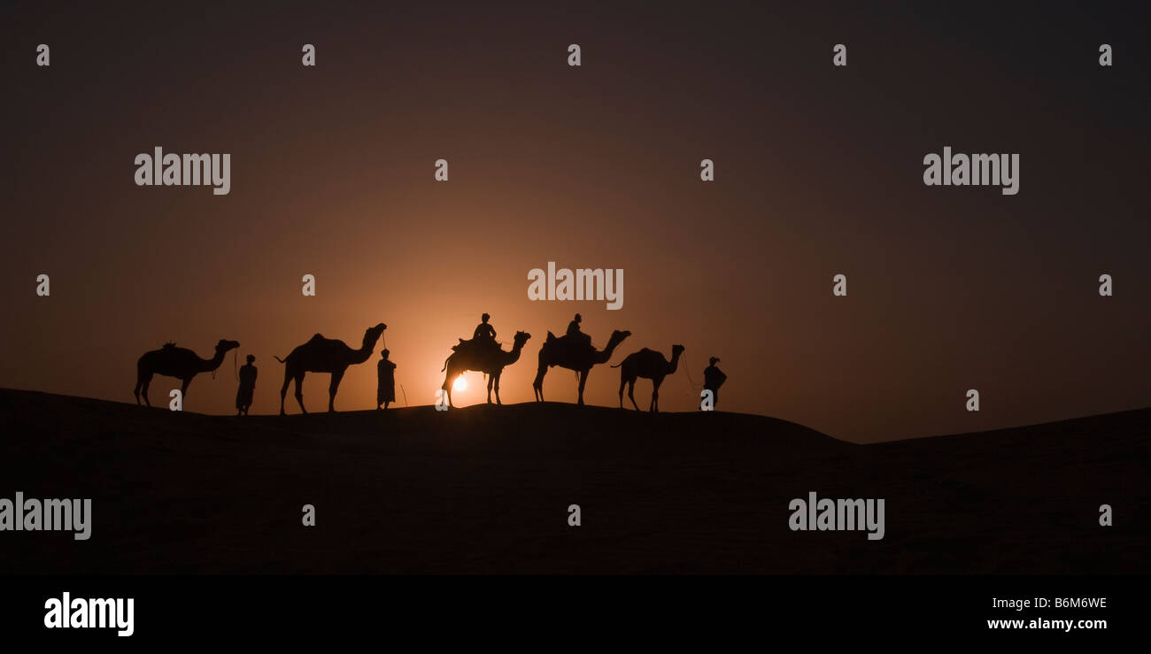 Kamele bei Sonnenuntergang, Jaisalmer, Indien Stockfoto