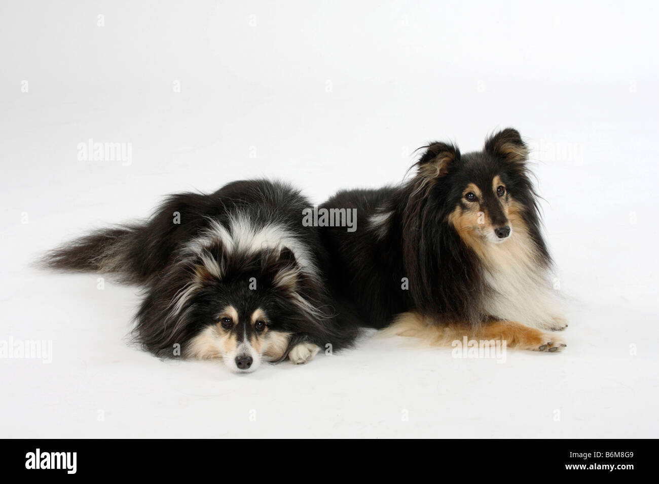 Shelties 10 Jahre alte Sheltie Stockfoto