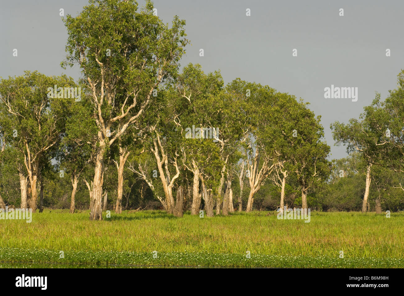 Yellow Water Billabong Cooinda Kakadu National Park Northern Territory Australien September Stockfoto