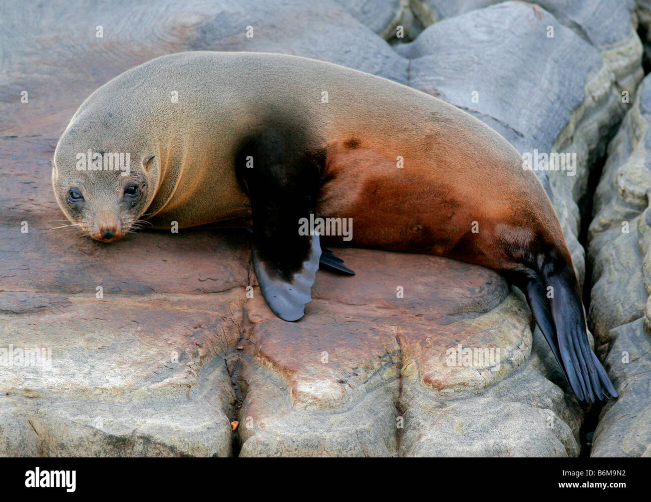 New Zealand Seebär Stockfoto