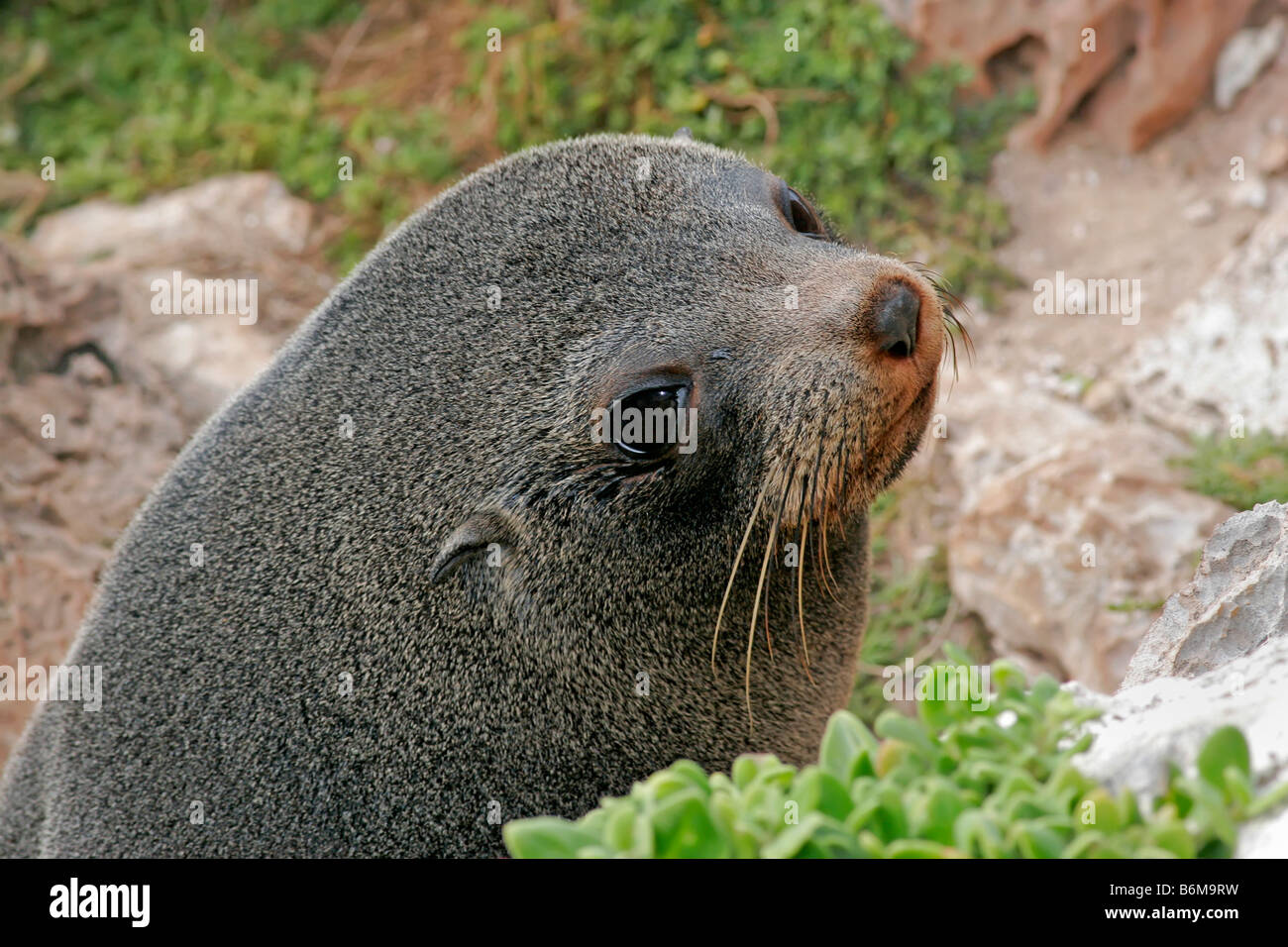 New Zealand Seebär Stockfoto