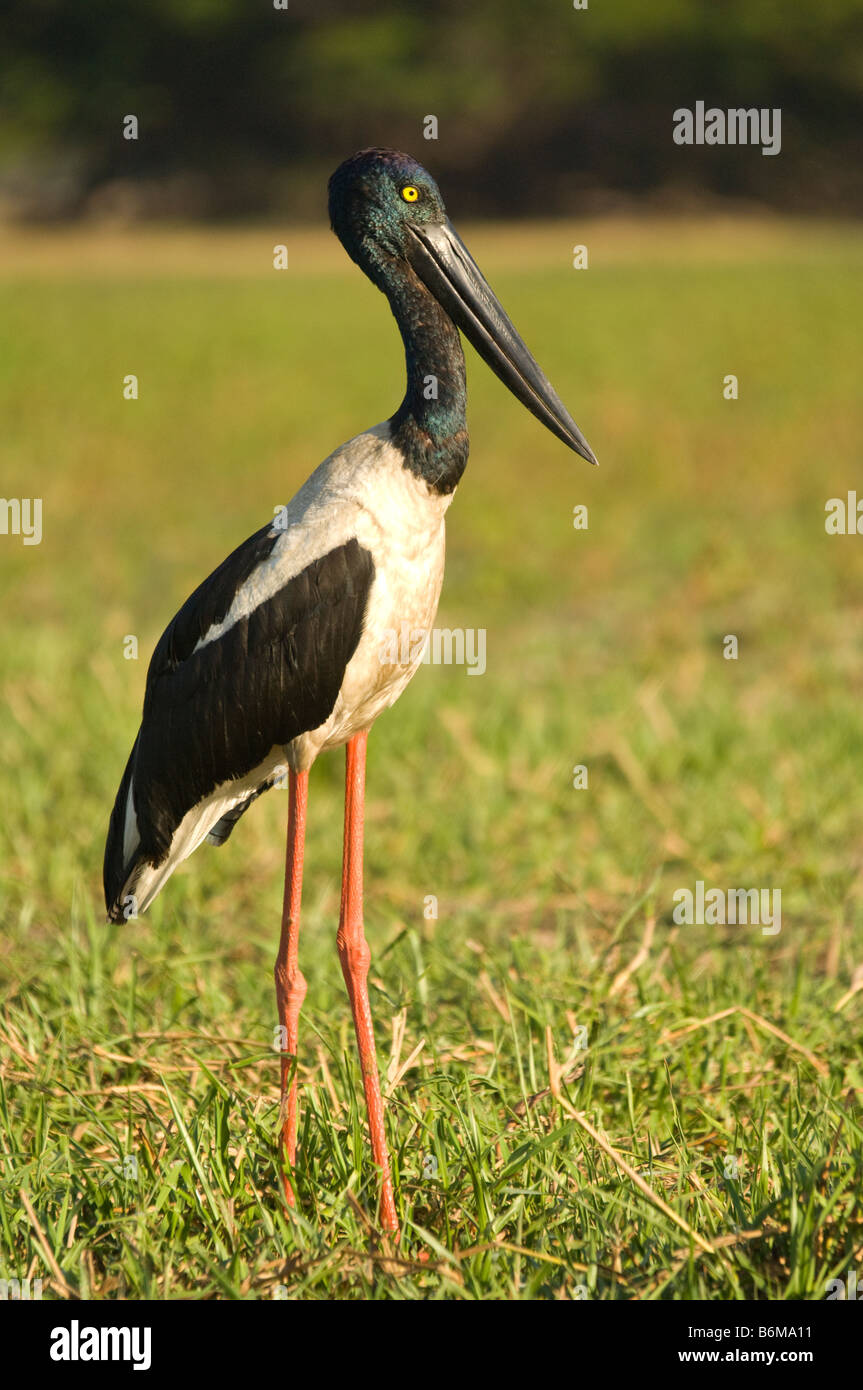 Schwarzhals Storch Nahrung Asiaticus stehend Küste South Alligator River Kakadu National Park nördlichen Gebiet Au Stockfoto