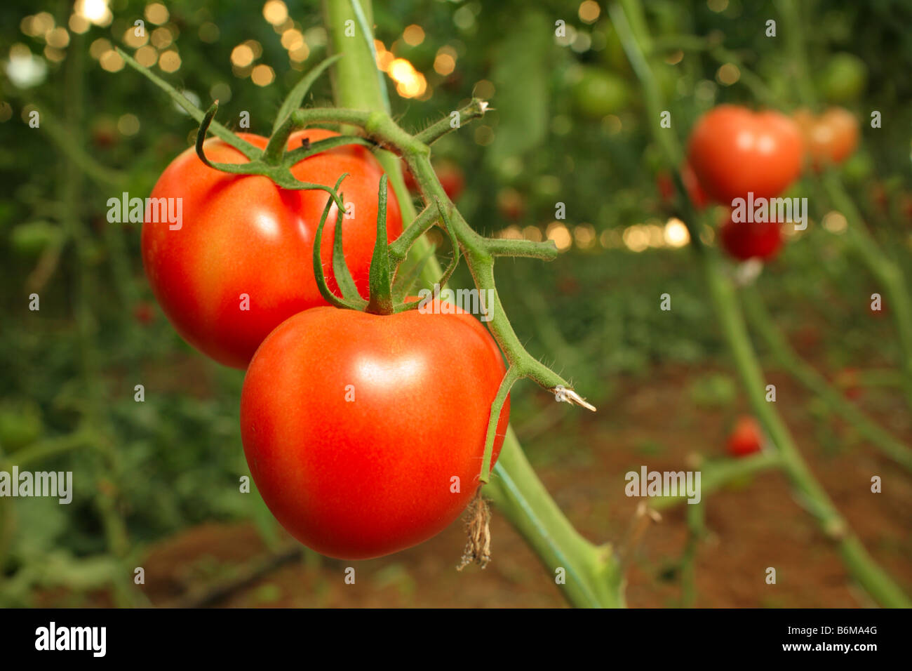 Tomaten-Plantage Stockfoto