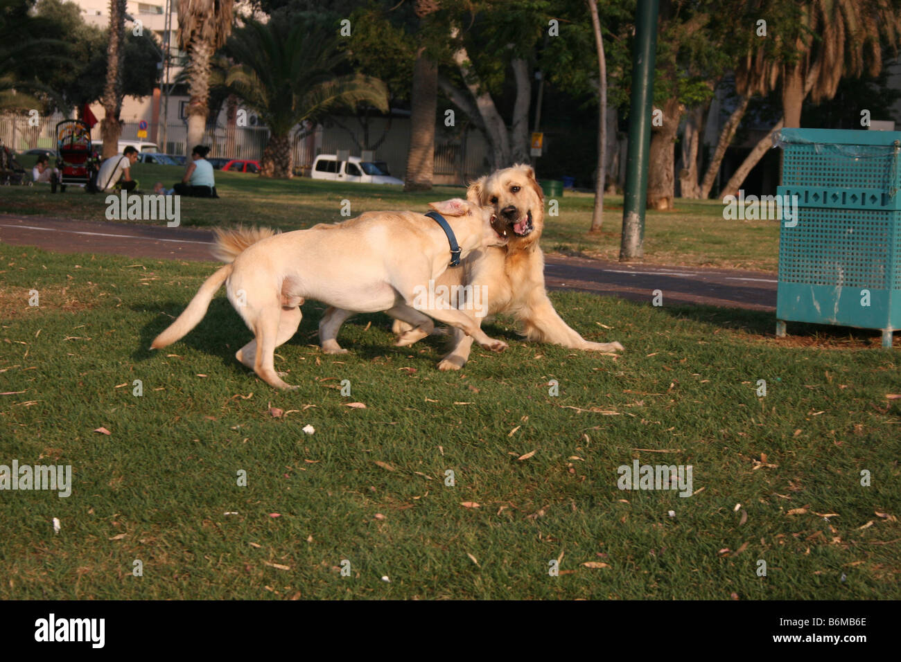 Zwei Hunde kämpfen Stockfoto