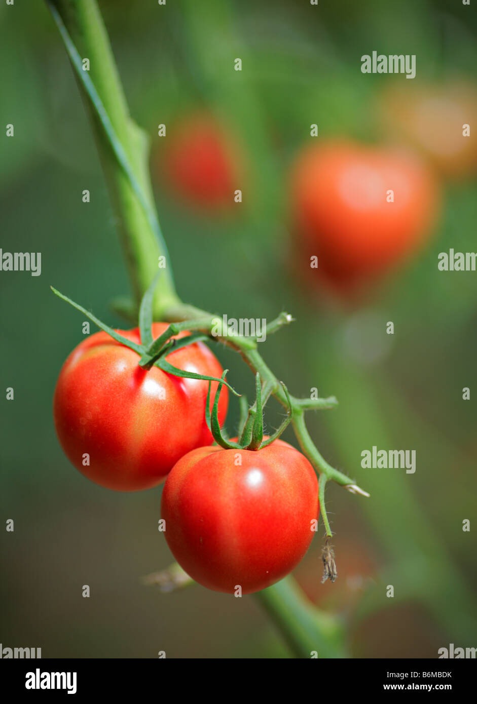 Tomaten-Plantage Stockfoto