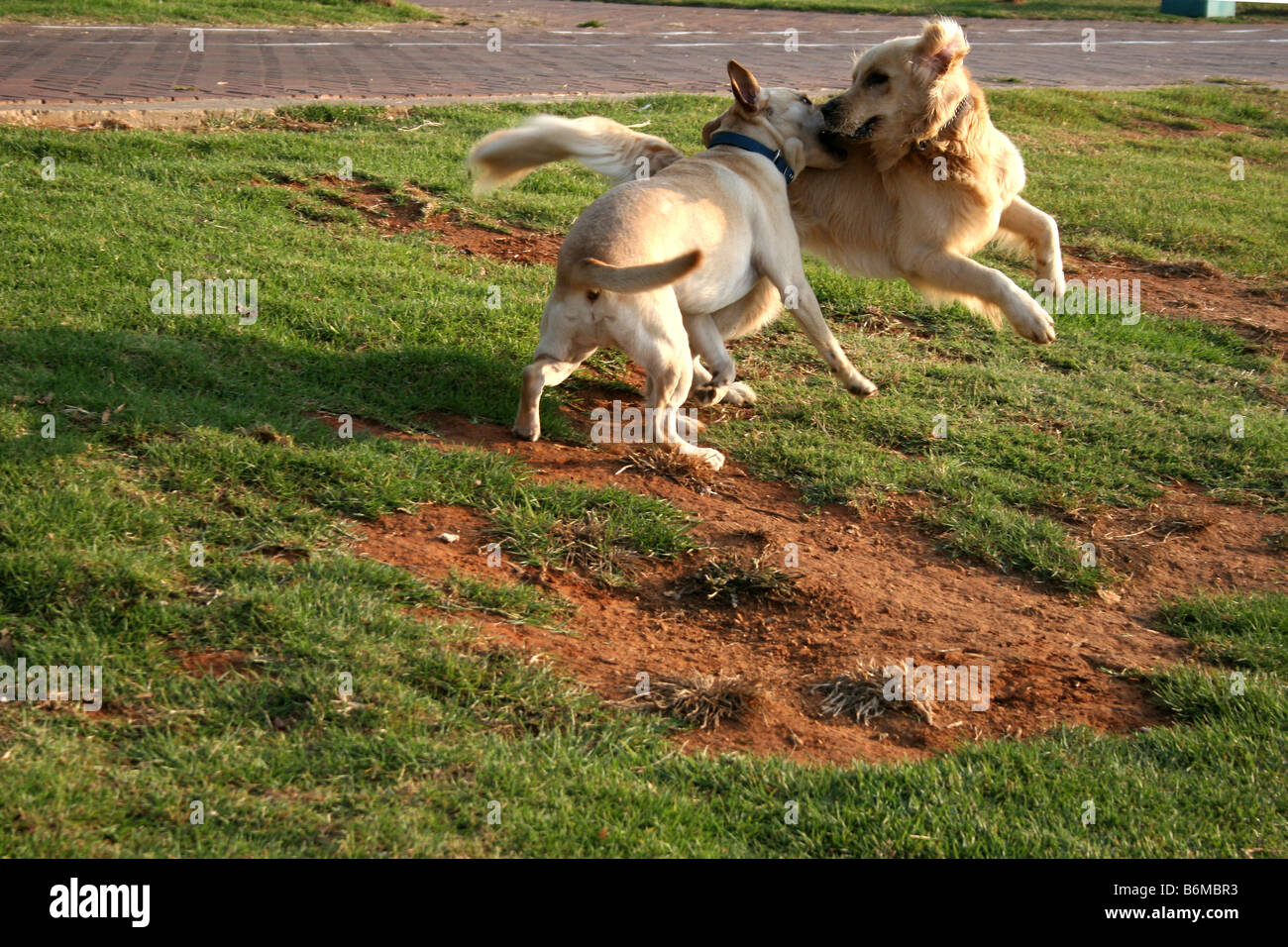 Zwei Hunde kämpfen Stockfoto