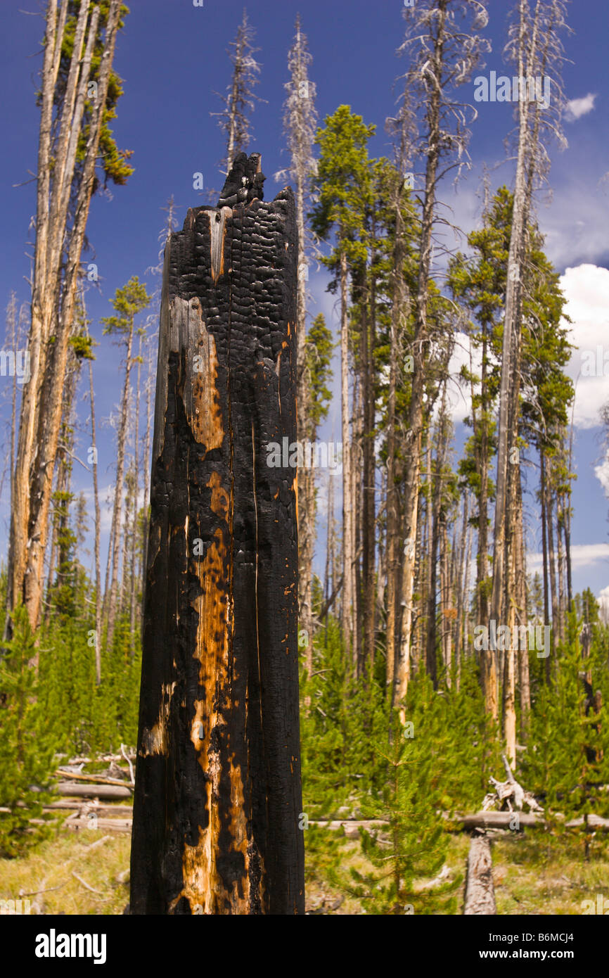 YELLOWSTONE-Nationalpark WYOMING USA - verkohlte Baumstumpf im Wald in das Rätsel Seengebiet Stockfoto