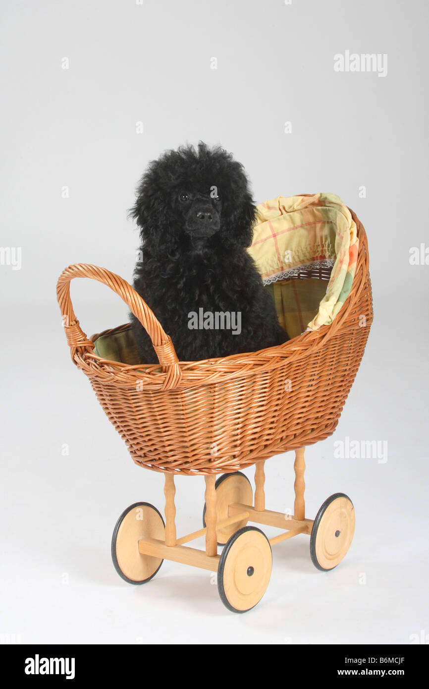 Miniatur Pudel Welpen 5 Monat schwarze Puppe Wagen Stockfoto