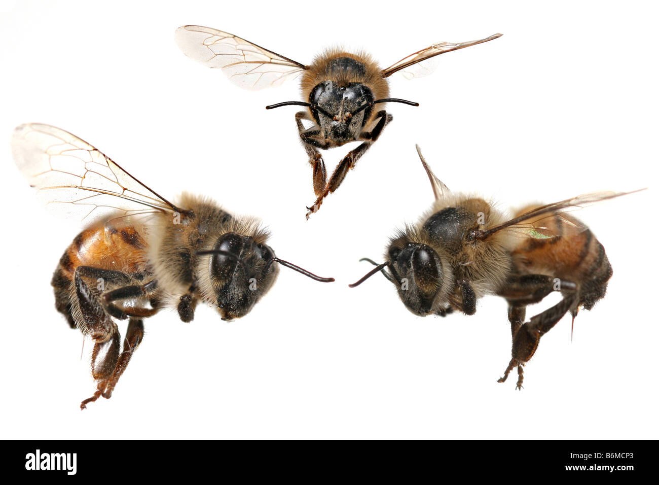 3 verschiedene Winkeln von einem nordamerikanischen Honig Biene mit Stinger befestigt Stockfoto