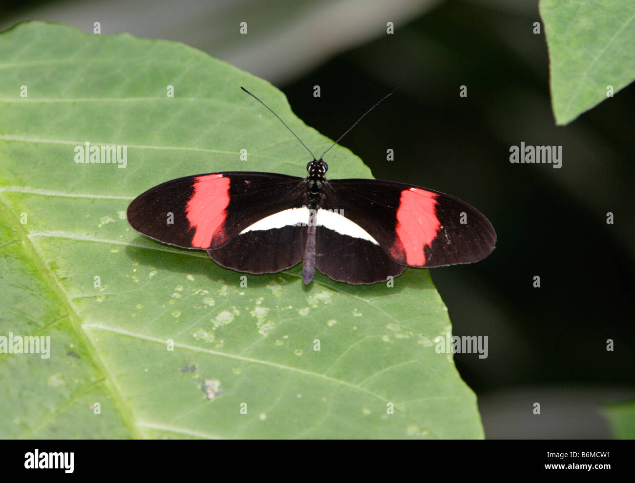 Kleiner Postbote Schmetterling Heliconius Erato auf Blatt fotografiert in Gefangenschaft Stockfoto
