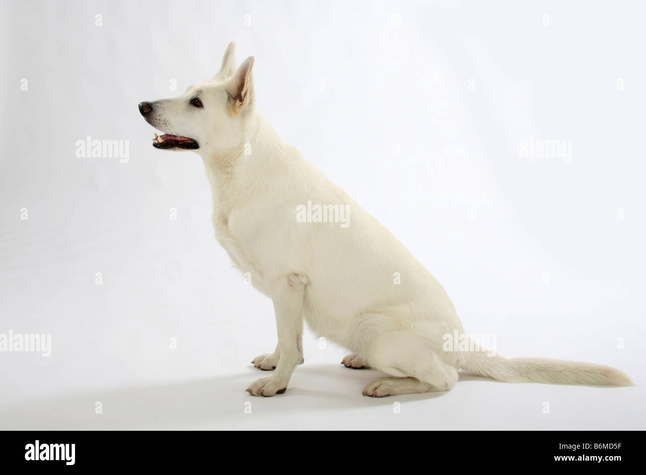 Weißer Schweizer Schäferhund Berger de Deutschland Seite Stockfoto