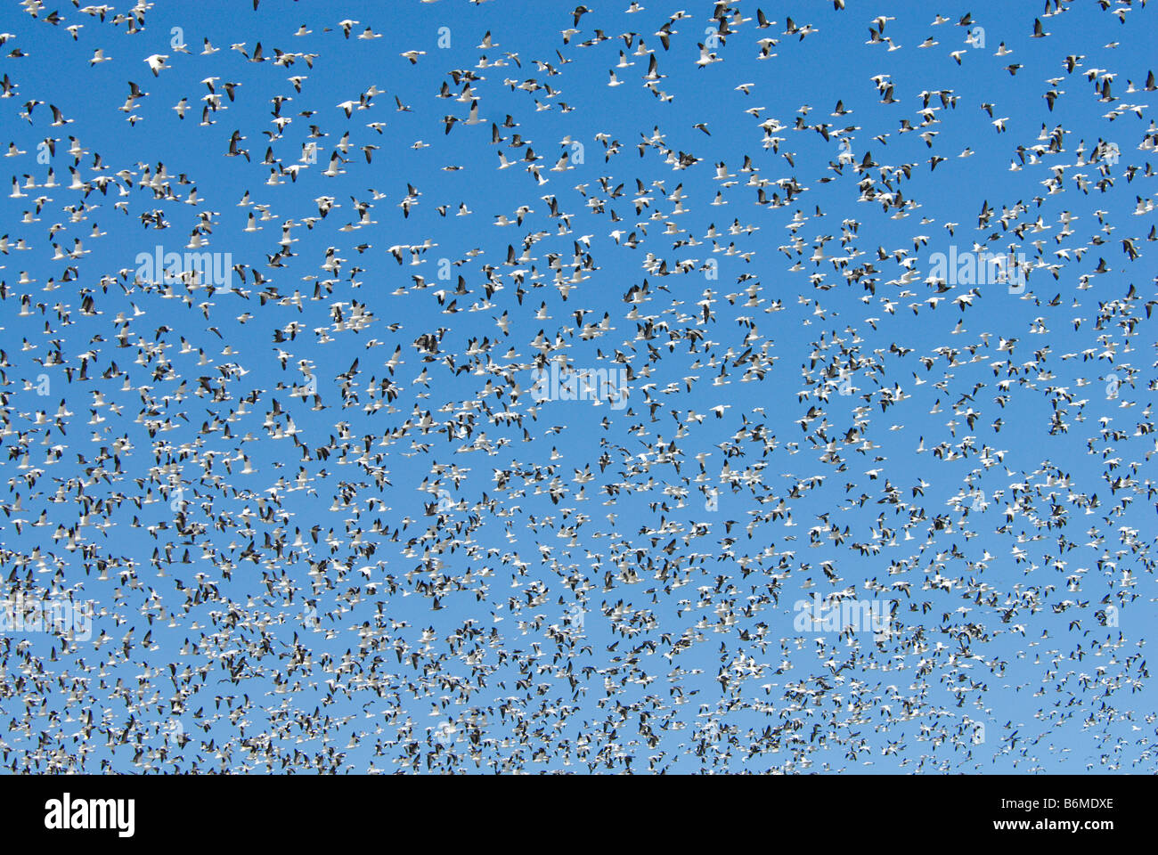 Schneegänse (Anser Caerulescens Caerulescens) im Flug Stockfoto