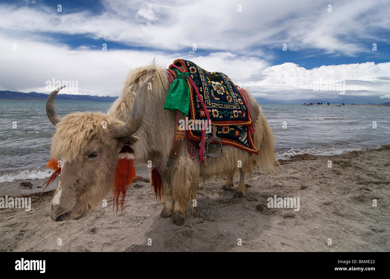 Weißen Haaren Yak am Nam Tso See, Tibet Stockfotografie - Alamy