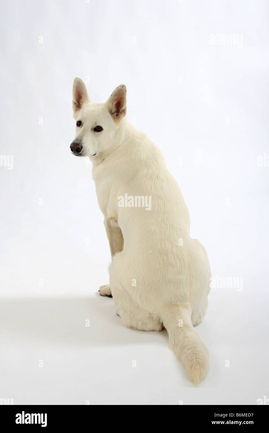 Weißer Schweizer Schäferhund Berger de Deutschland Stockfoto