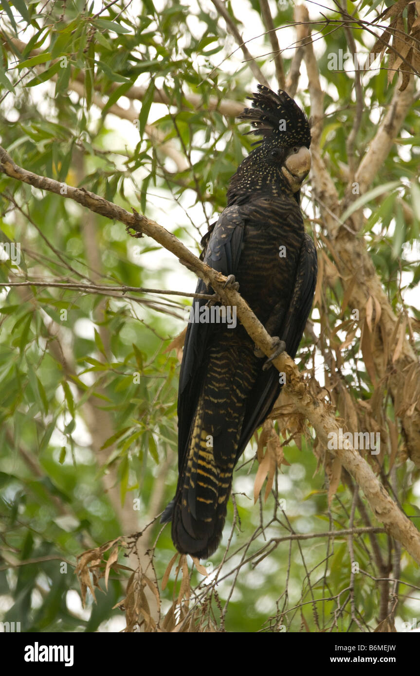Red-tailed Black Cockatoo (Calyptorhynchus Banksii Macrorhynchus) weibliche Schlafplatz im Schatten des Eukalyptus Baum Northern Territory Stockfoto