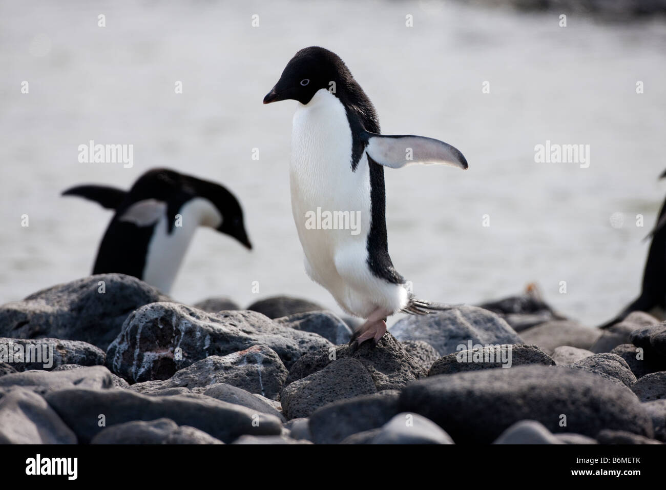 2 Adelie Pinguine (pygoscelis adeliae) Springen über Felsen auf felsigen Strand Flügel aus der Antarktis flache Tiefenschärfe. Stoppen Sie die Nahaufnahme Stockfoto