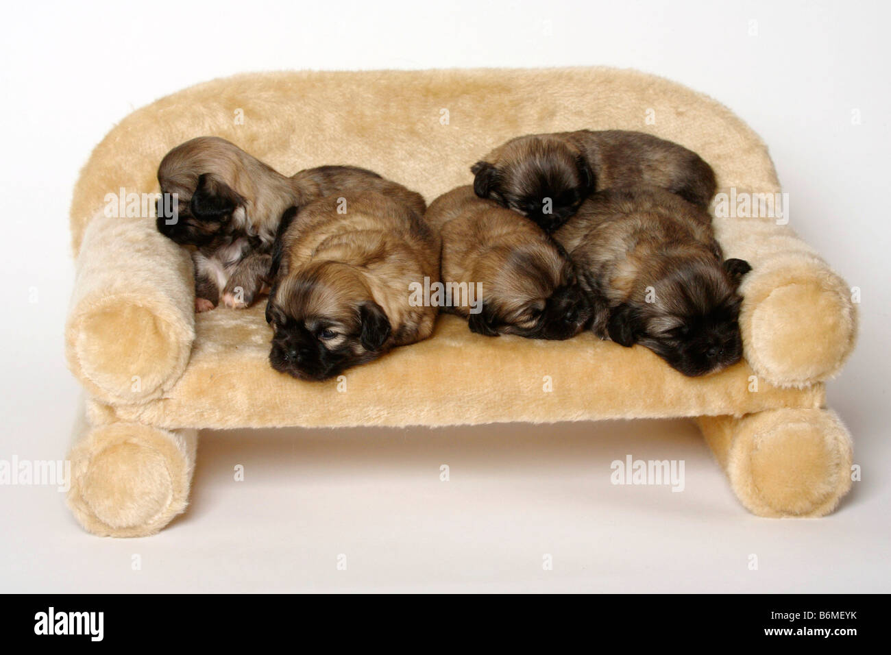 Tibet Spaniel Welpen 3 Wochen Stockfoto