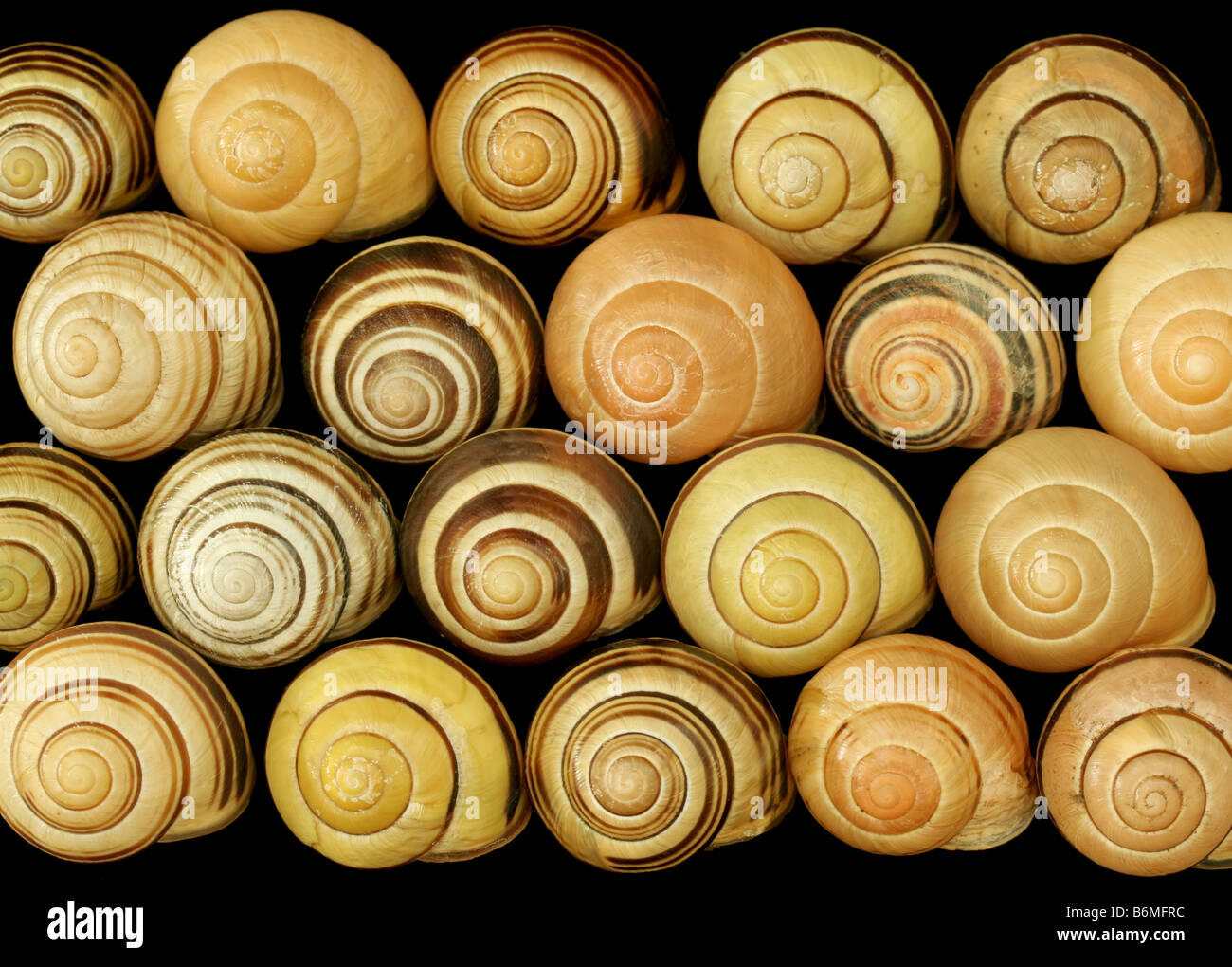 Grove-Schnecke, Bänderschnecken Nemoralis, Variation in Shell-Muster Stockfoto
