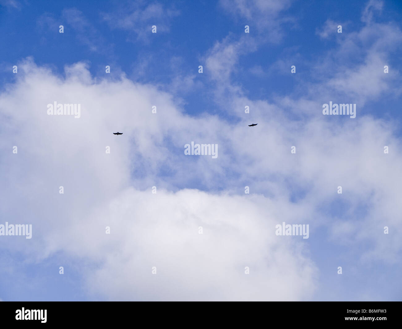 Strahlend blauer bewölkter Himmel mit zwei Elstern schwarz Vögel In der Ferne Stockfoto