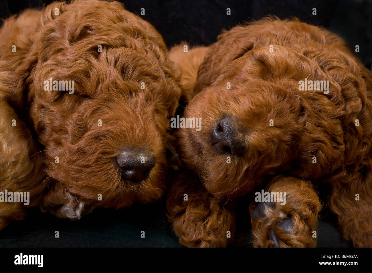 Rote standard Pudel Welpen 5 Wochen alt Stockfoto