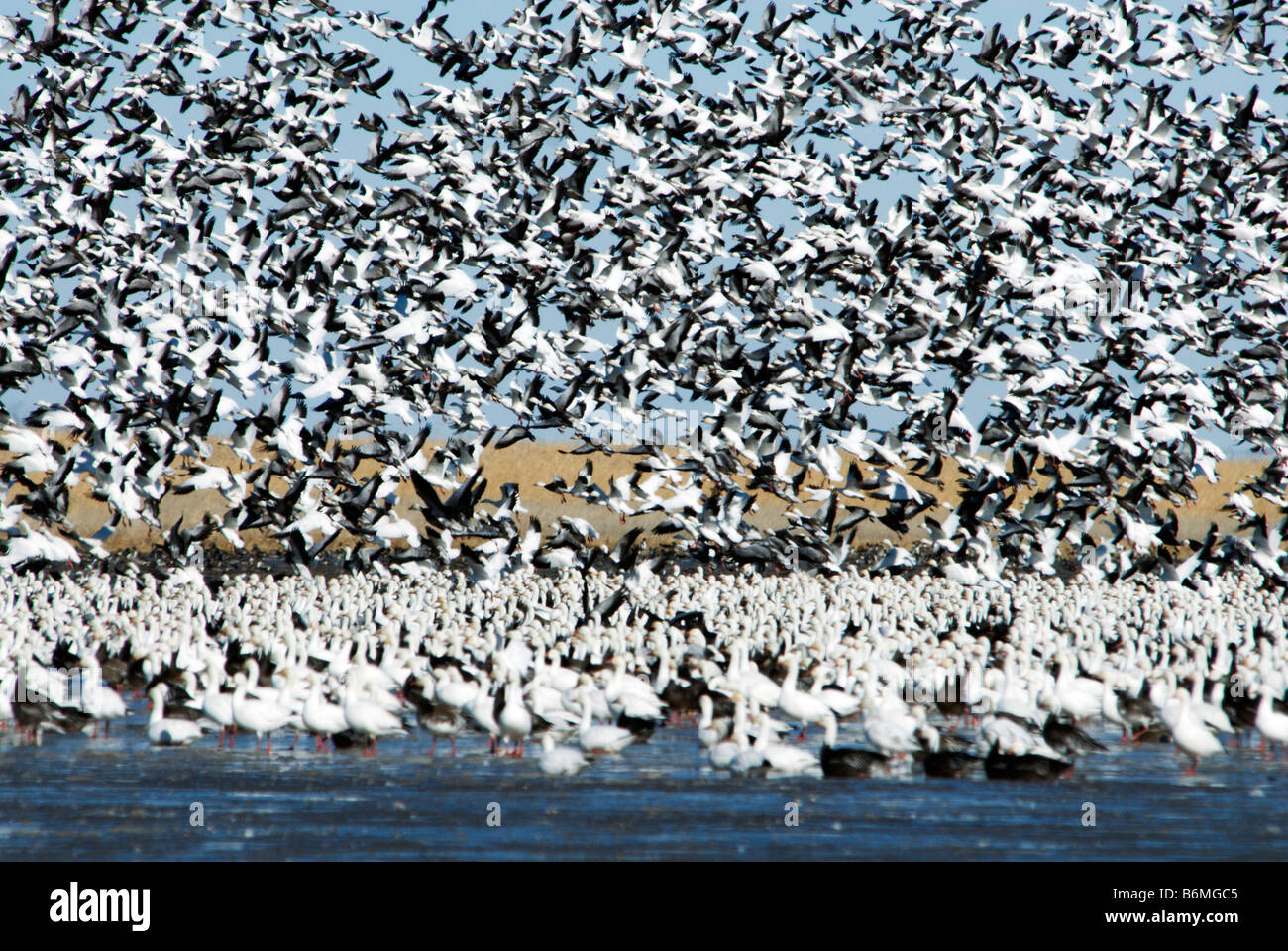 Schneegänse (Anser Caerulescens Caerulescens) Herde abheben vom See Stockfoto