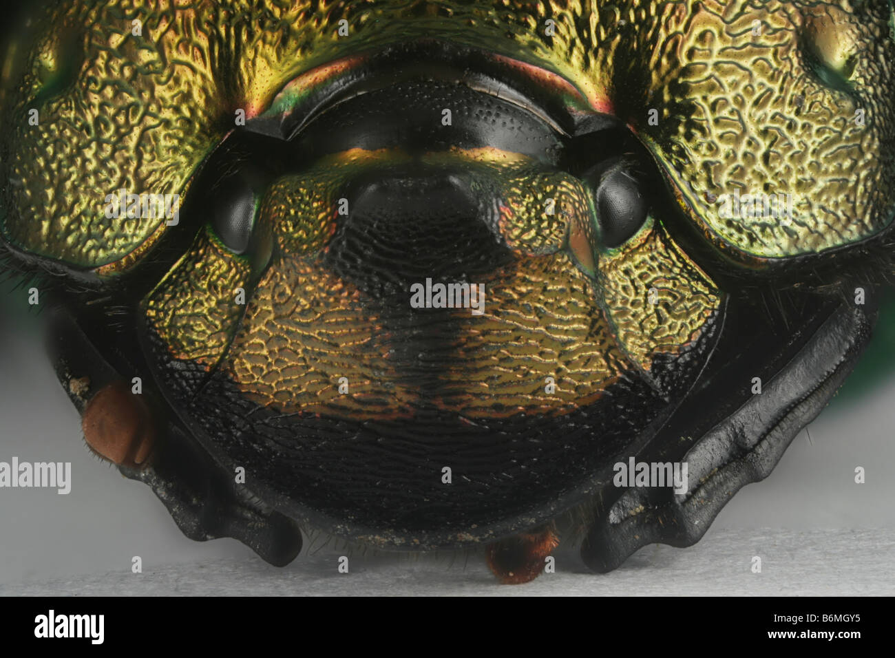 Nahaufnahme des Kopfes eines weiblichen Regenbogen Skarabäus, Phanaeus Vindex. Stockfoto
