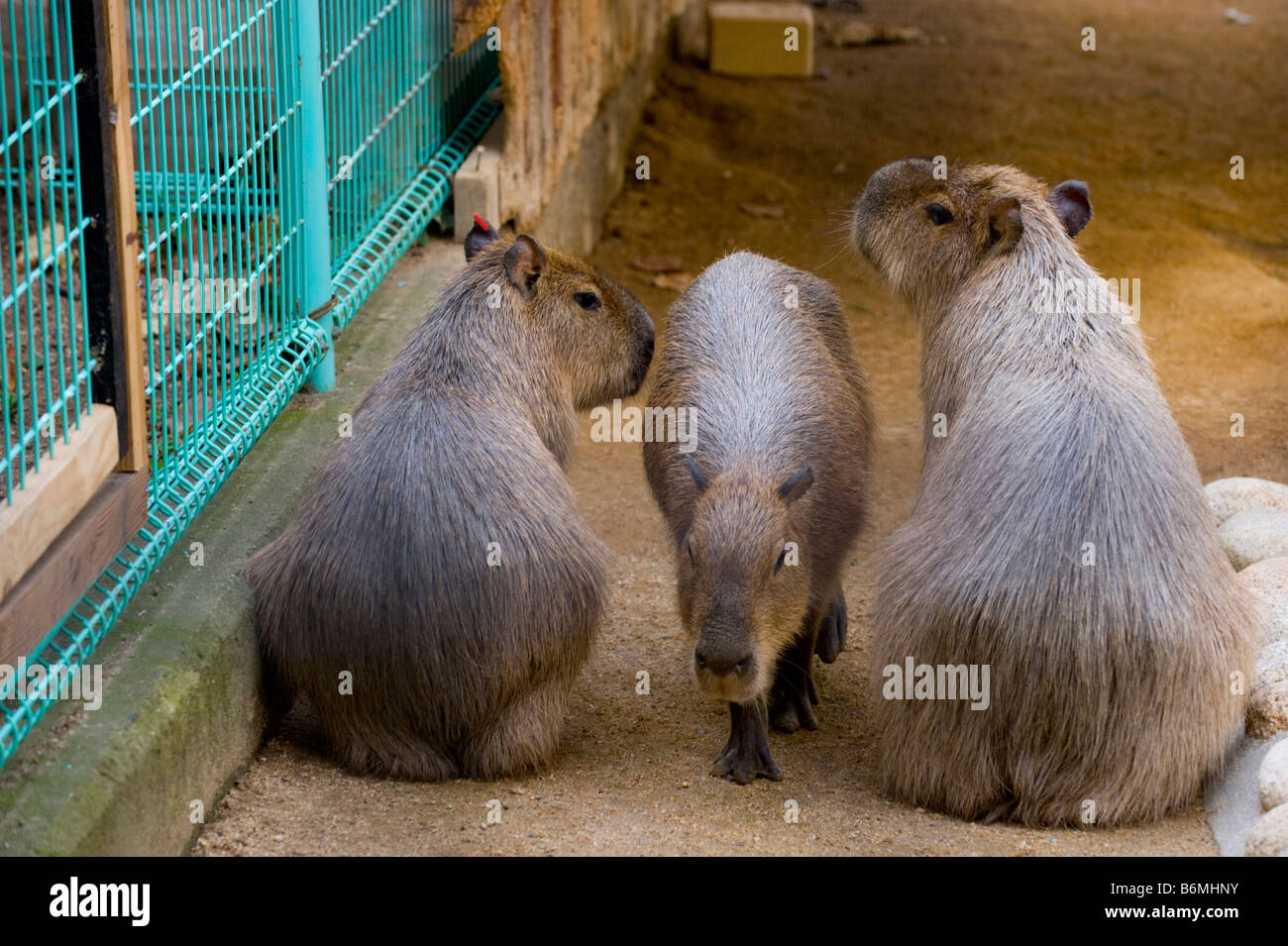 Wasserschweine in Gefangenschaft. Stockfoto