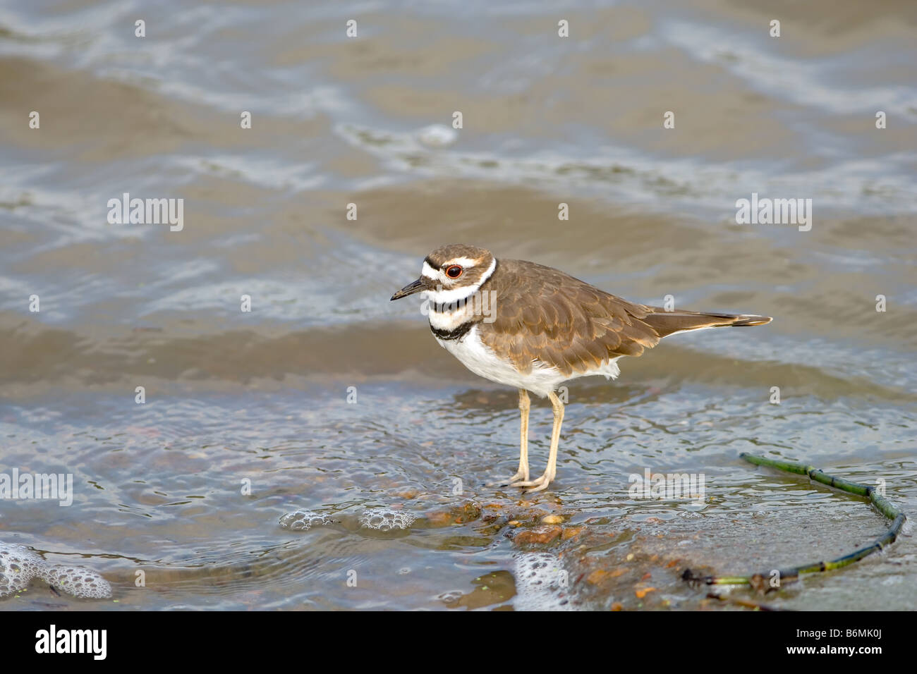 Killdeer Charadrius vociferus Stockfoto