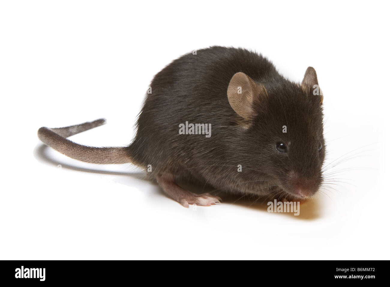 Nahaufnahme einer kleinen dunklen braunen Maus Stockfoto
