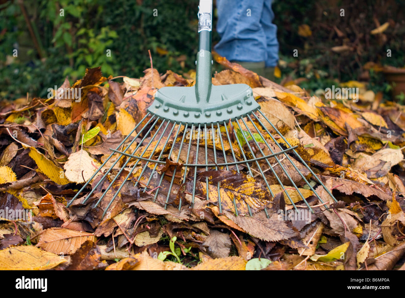 Junge Frau Rechen gefallenen Herbst Blätter auf der Rückseite Garten Stockfoto