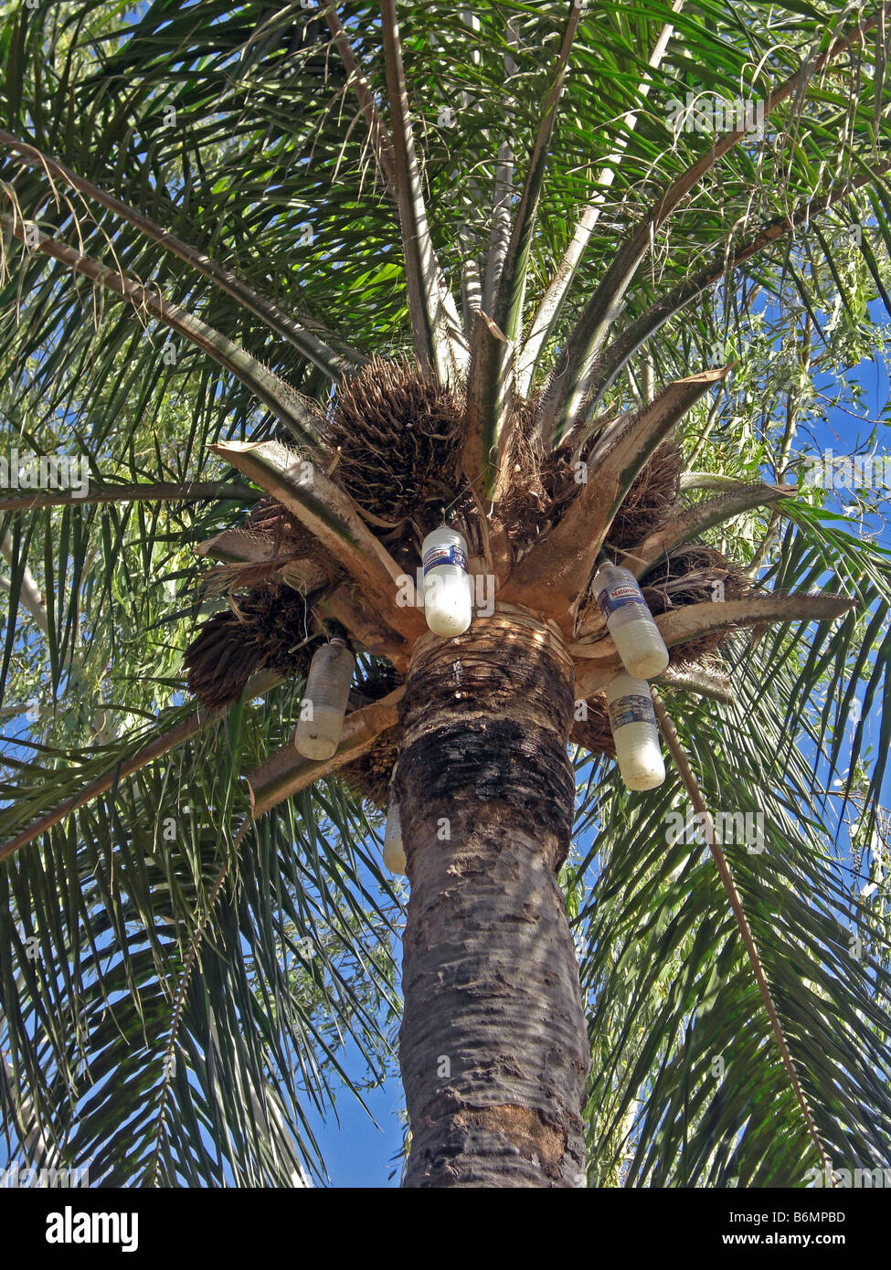 Palm Wein klopfen in Gambia. Stockfoto