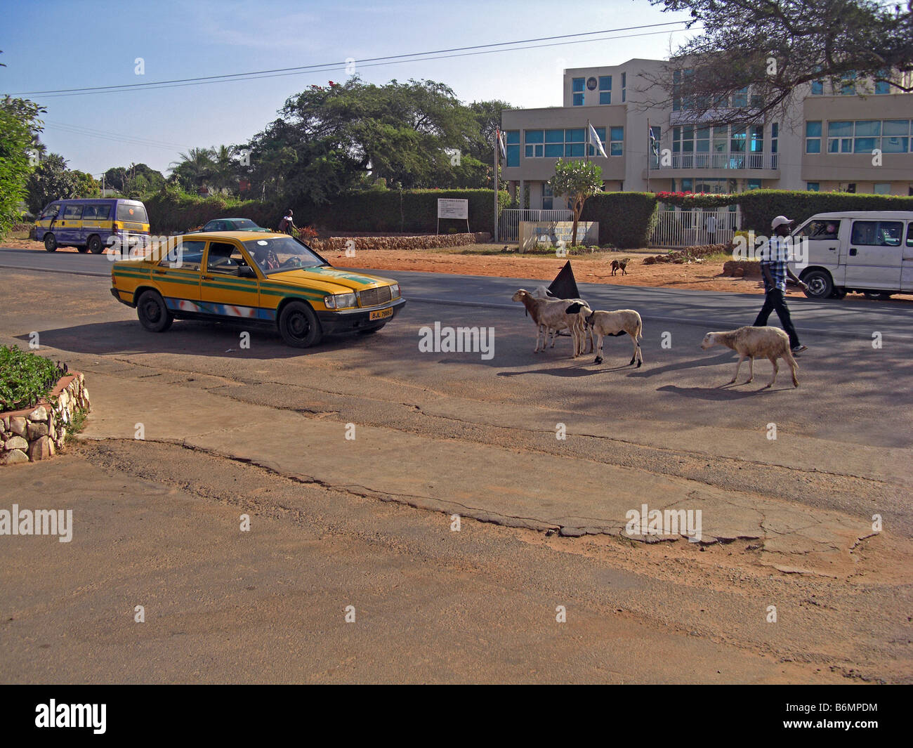 Ziegen auf der Straße in den Weg ein gelbes Taxi in Gambia, Westafrika. Stockfoto