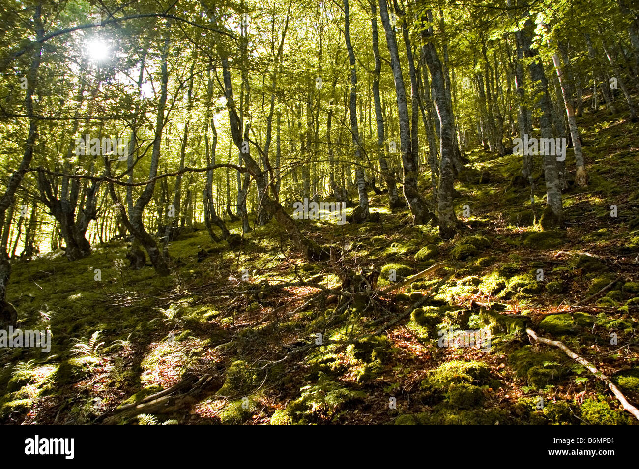 Dichten Wald unter Morgenlicht GR 10 Pyrenäen Frankreich Stockfoto