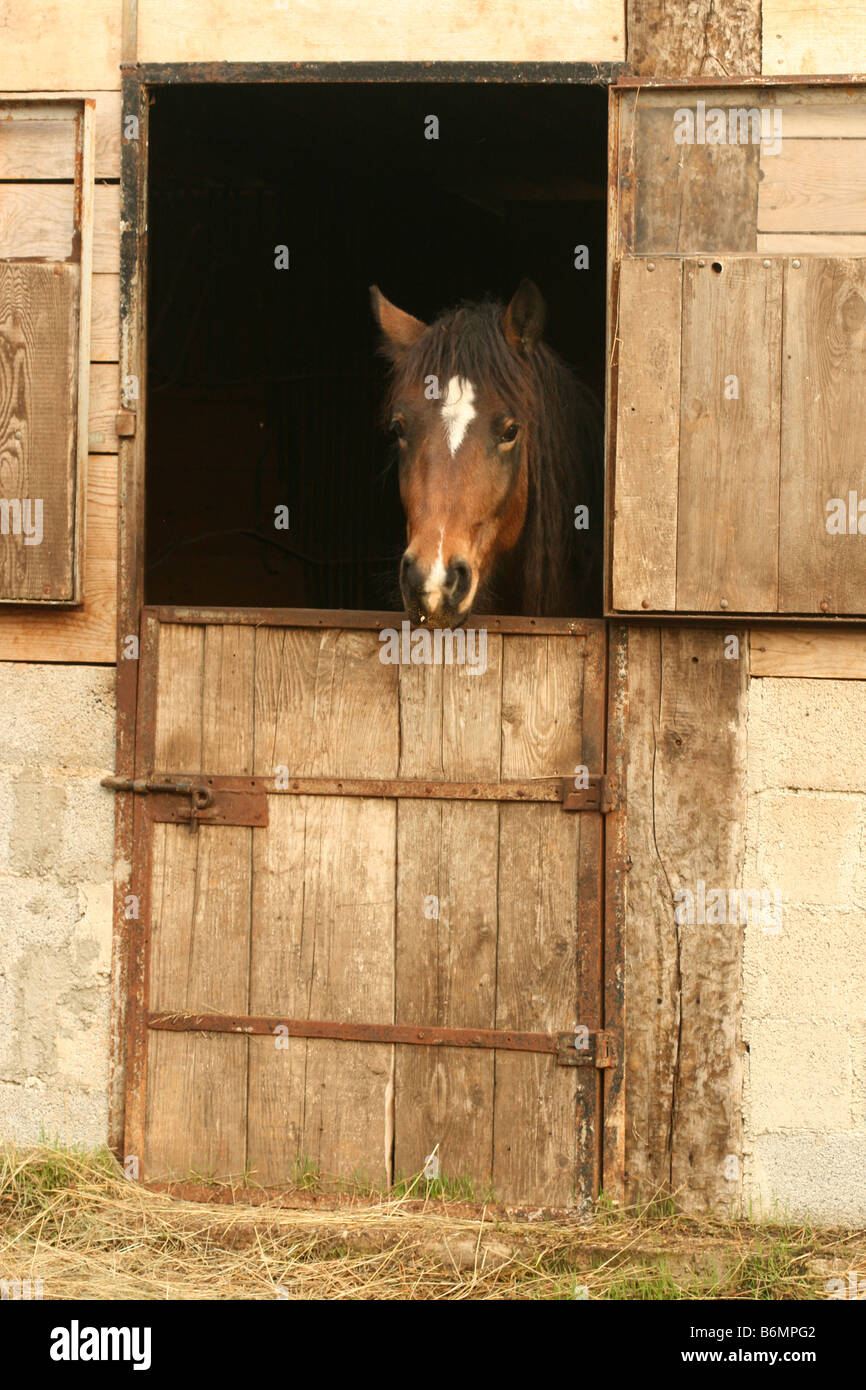 Braune Pferd Stockfoto