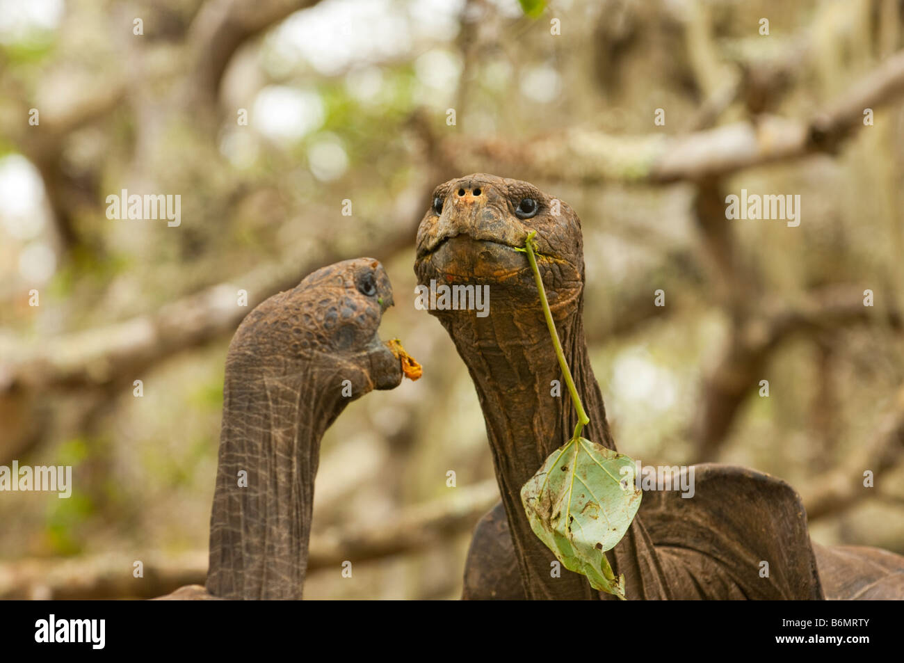 wilde Tierwelt Galapagos Riesenschildkröten Testudo Elephantopus Reptil alte Schildkröte landen Tortuga Galapagosinseln Darwin Ecuador Ende Stockfoto