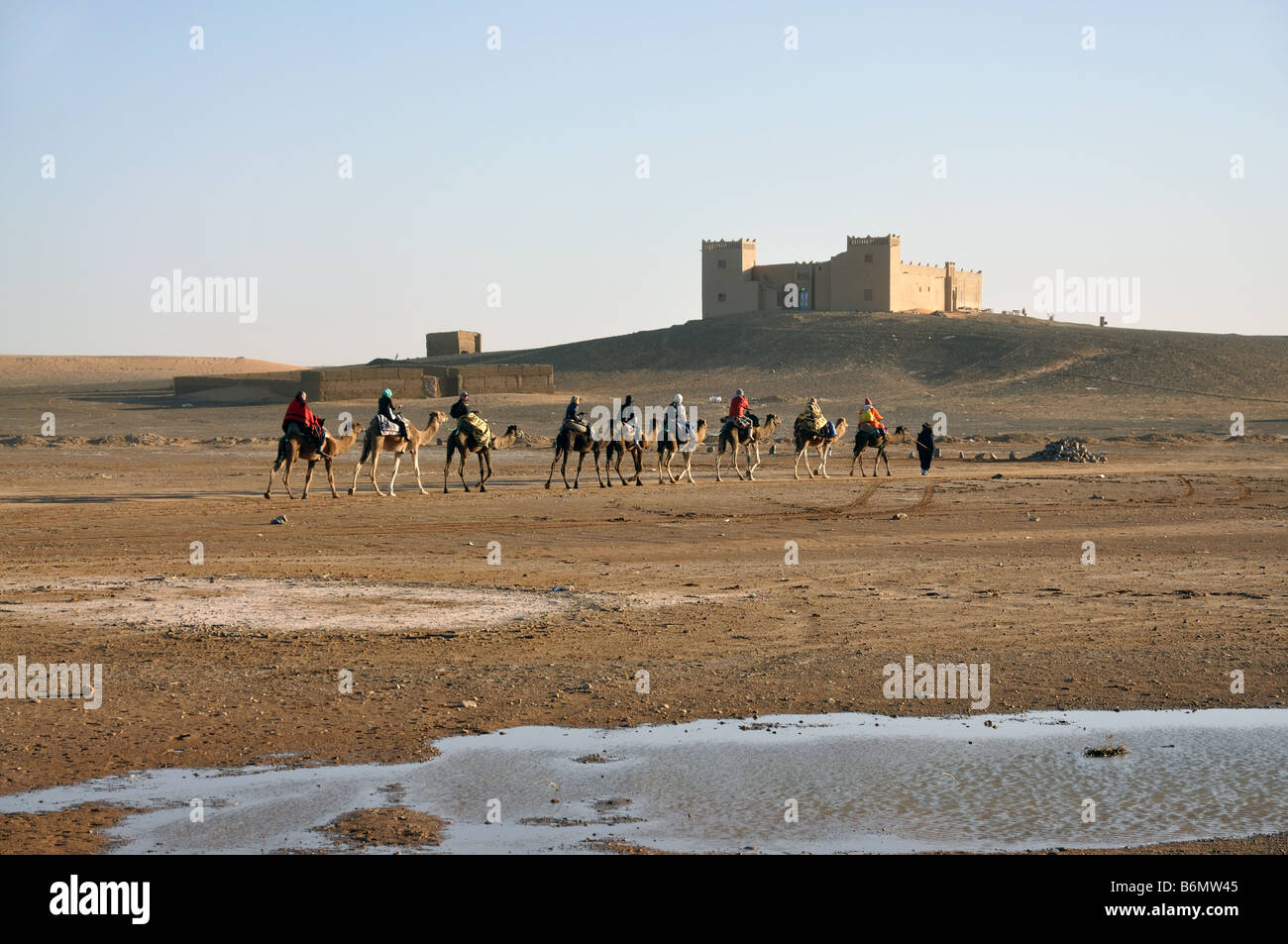 Kamel-Reise in der Wüste Sahara Merzouga, Marokko, Nordafrika Stockfoto