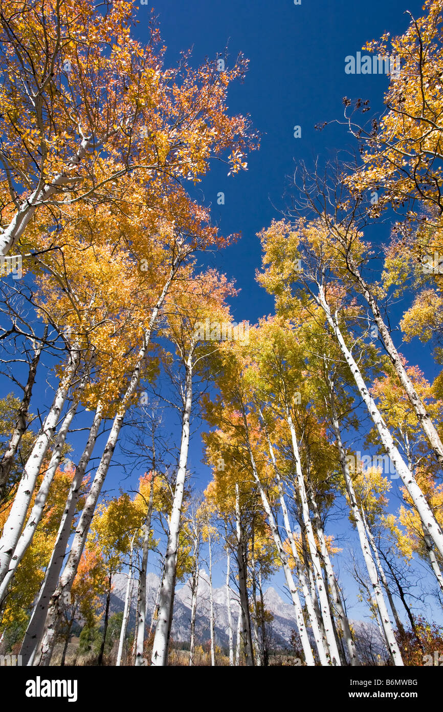Herbstfarben Stockfoto