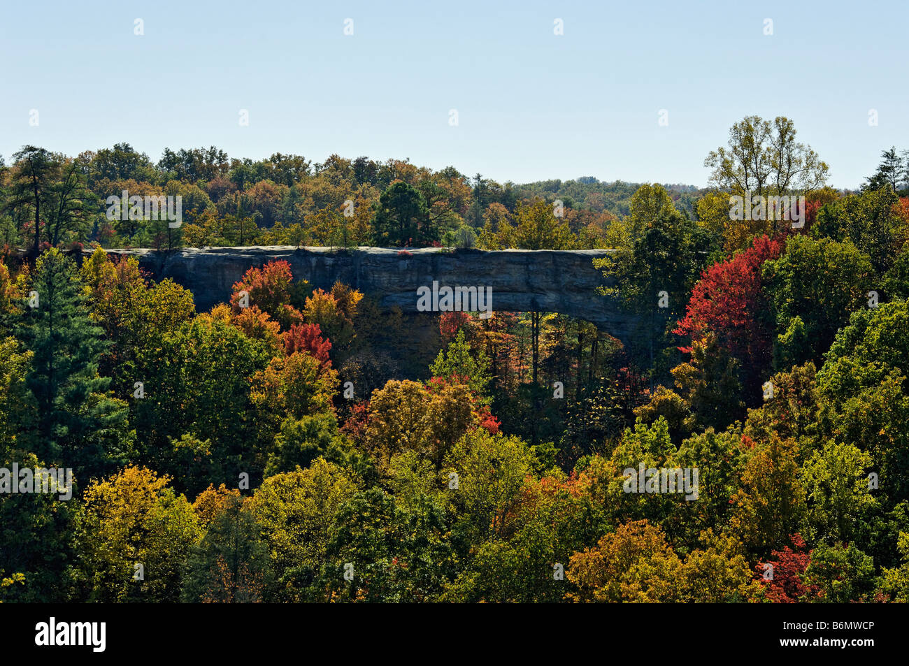 Gegenlicht Herbst Wald und Naturbrücke im Natural Bridge State Park Kentucky Stockfoto