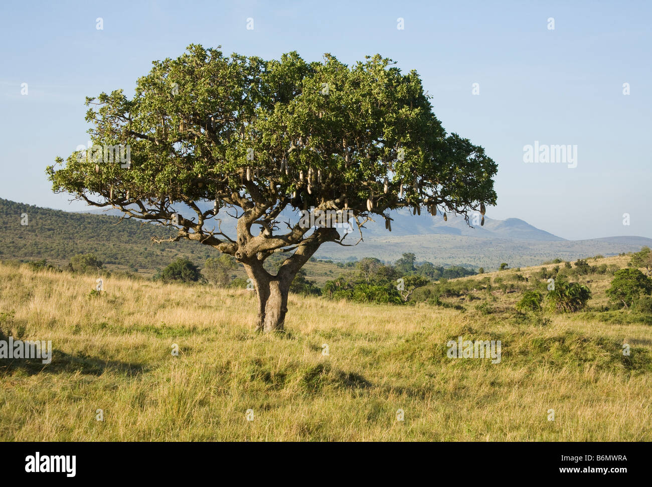 Eine Wurst-Baum in der Masai Mara in Kenia Stockfoto