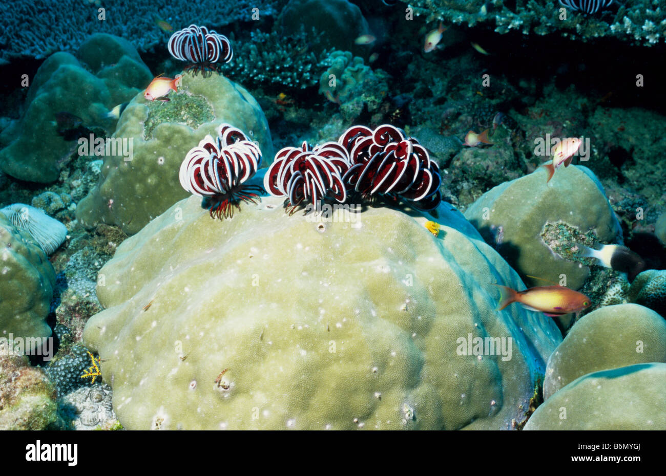 Gruppe der robuste Haarsterne auf einer Koralle Kopf Unterwasser auf den Malediven. Crinoidea. Himerometridae. Himerometra Robustipinna Stockfoto