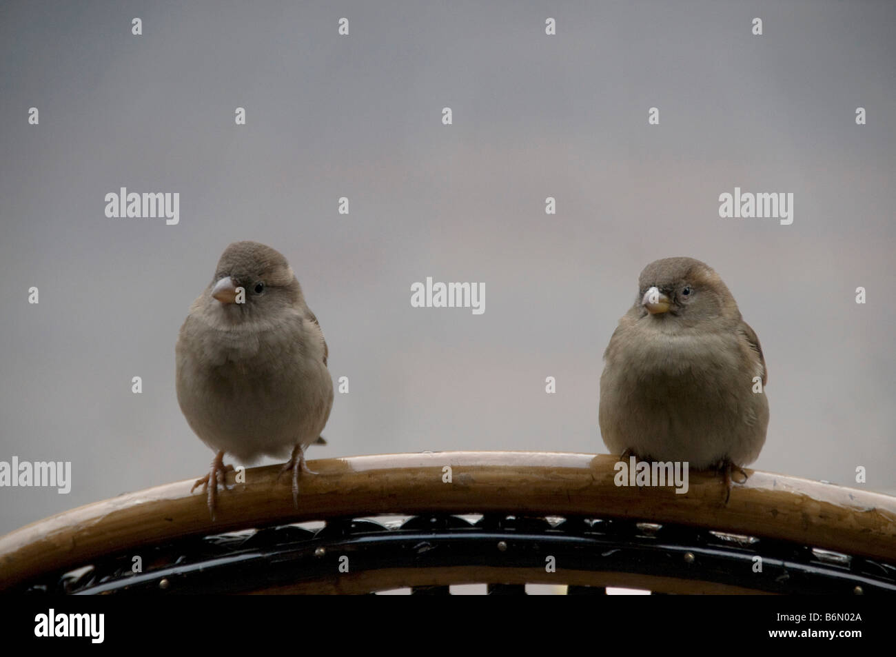 Ein paar Spatzen sitzen auf einem Stuhl Restaurant etwas zu Essen warten Stockfoto