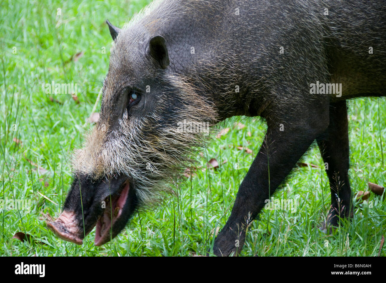 Wildschwein, Sus Scrofa in Kalimantan, Borneo, Indonesien Stockfoto