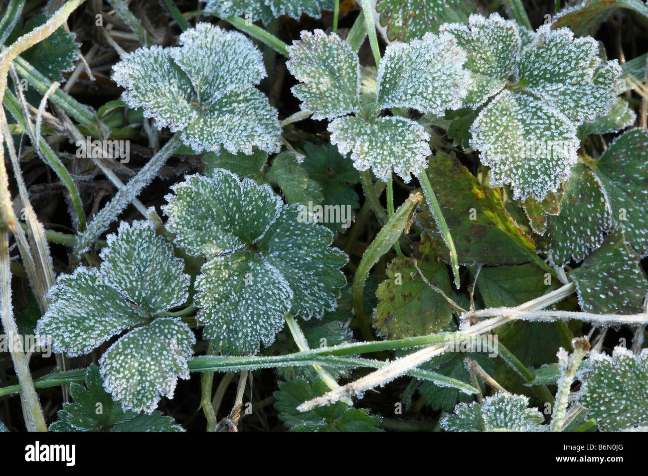 Kleine Gruppe von Tri gelappten Blätter der indische Erdbeere (Duchesnea Indica) kleine Eis Kristalle Amist bereift Gras bedeckt. Stockfoto