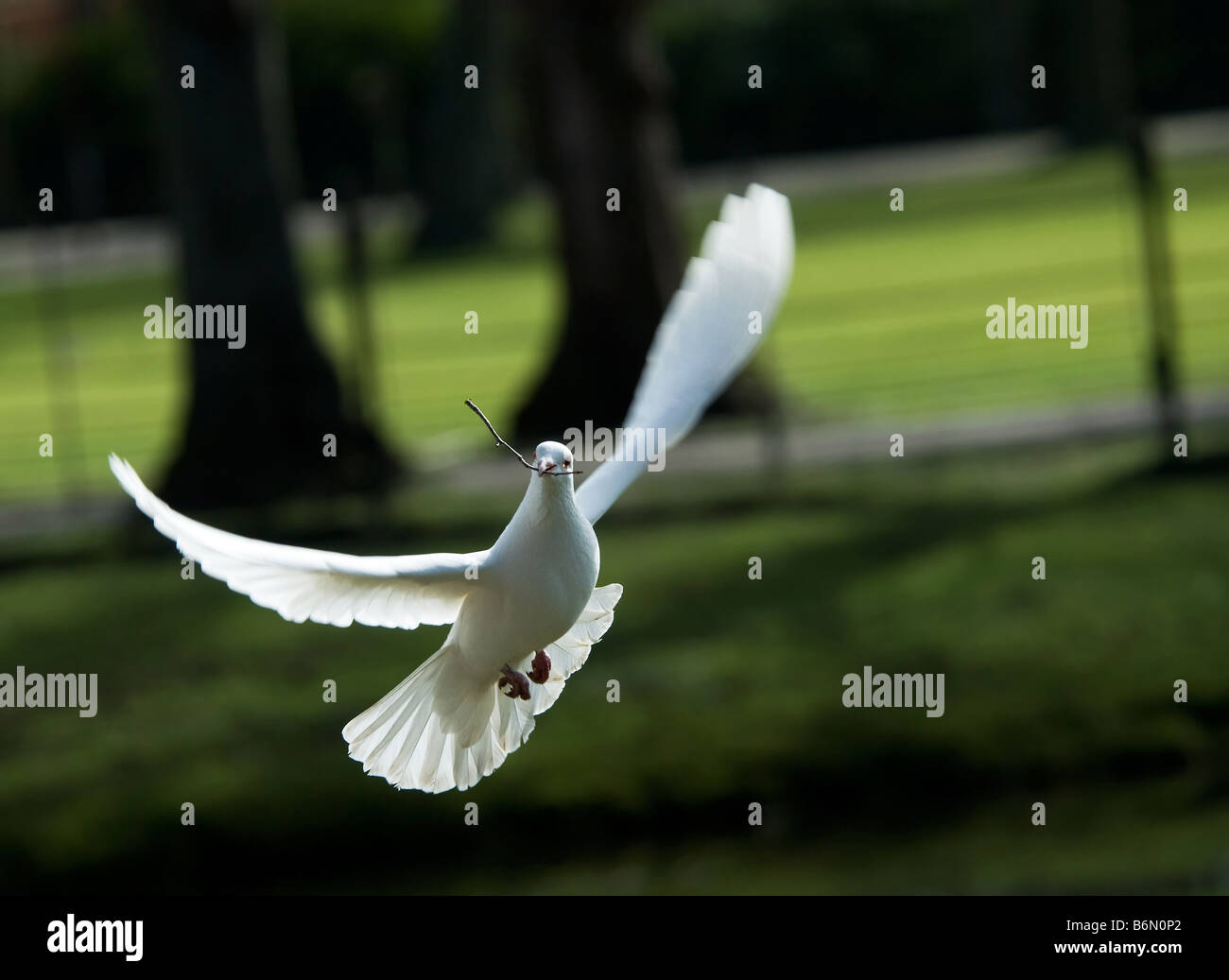 schöne weiße Taube im Flug hält einen kleinen Zweig, ein Nest zu bauen, im Frühjahr Stockfoto