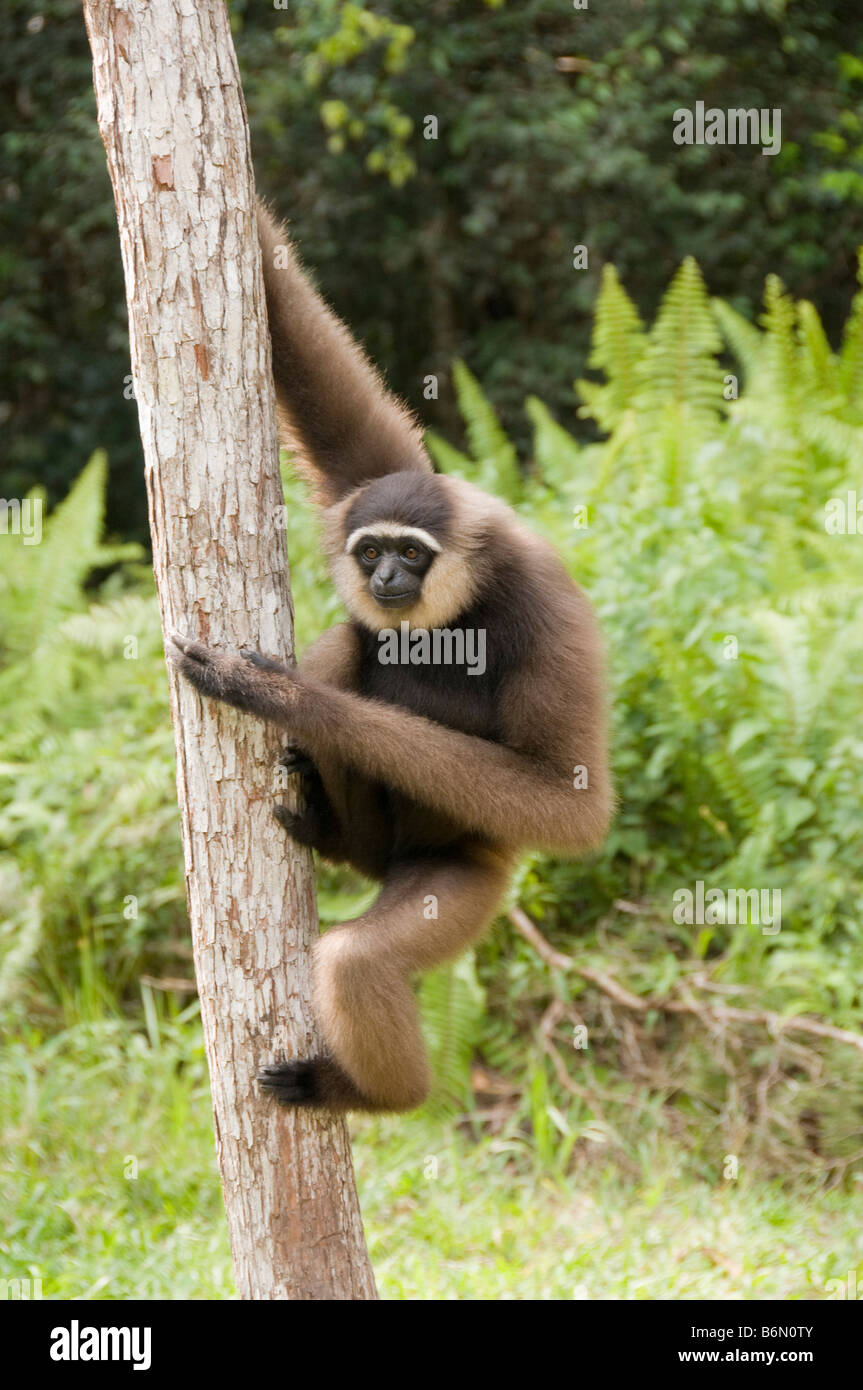 Agile Gibbon, Hylobates Agilis in Kalimantan, Borneo, Indonesien Stockfoto