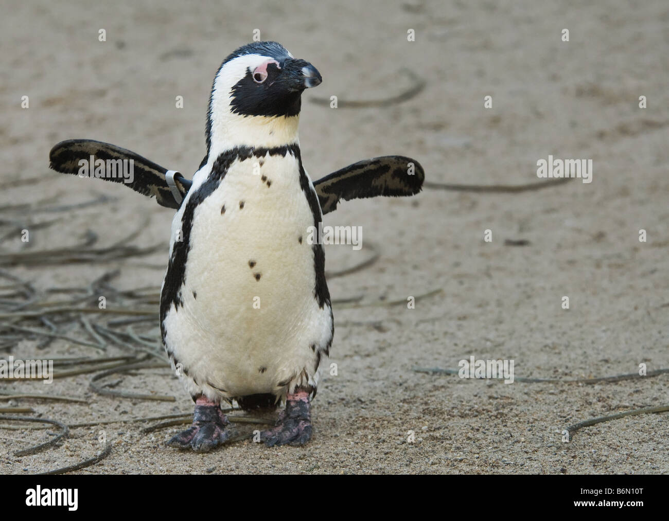 niedlichen Pinguin mit den Flügeln Stockfoto